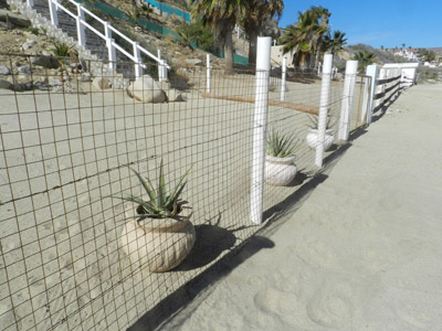 Casas de Cortez, Aloe Vera on the Beach