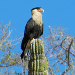 Birds We See link to Baja Birdwatching site and forum